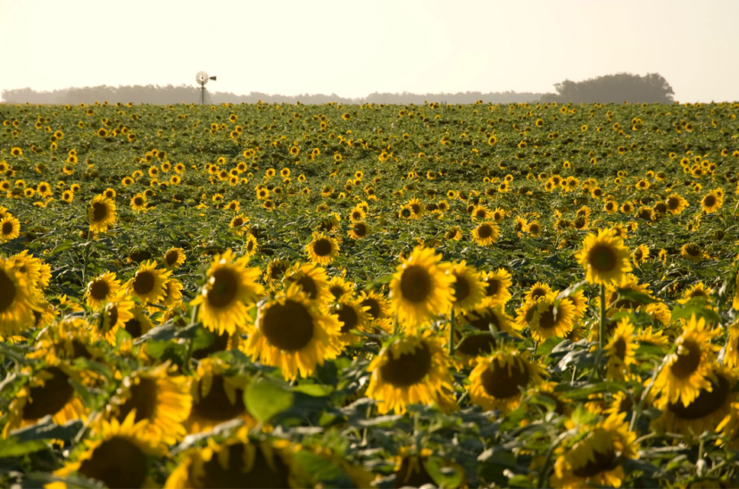 siembra de girasol