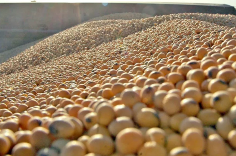 molienda de soja Peronista o liberal exportaciones agroindustriales