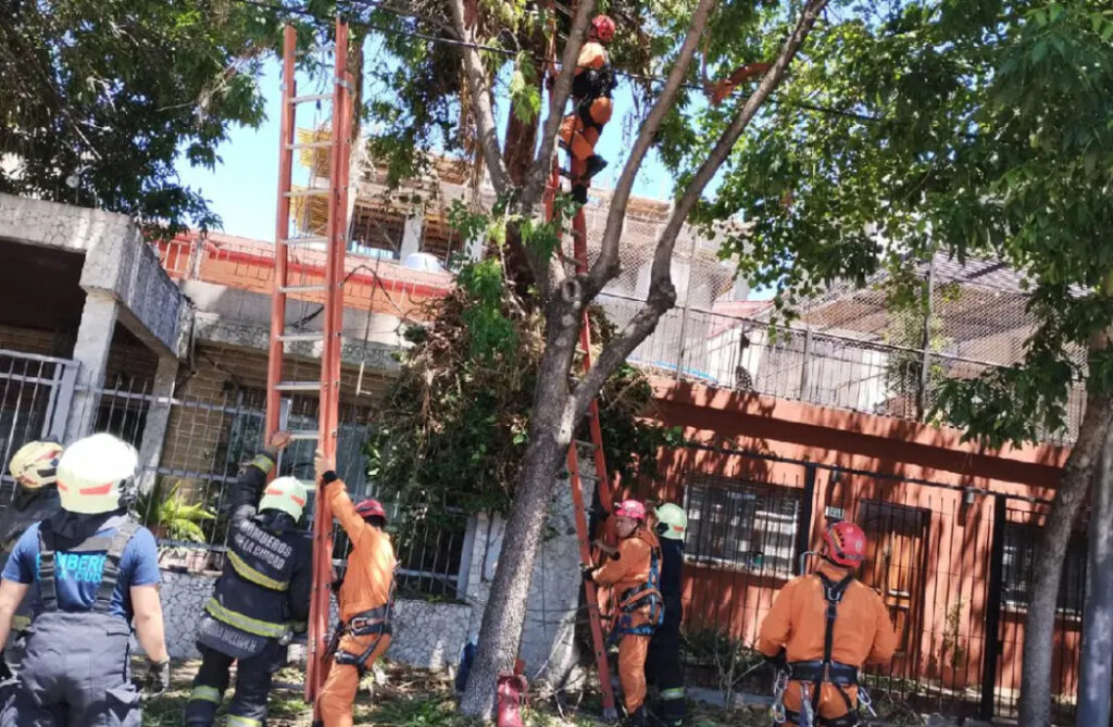 Árbol Saavedra accidente