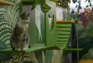 Gatos