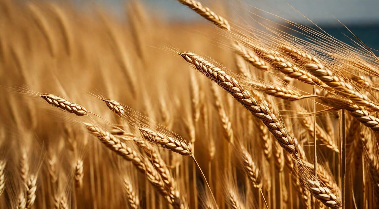 espiga trigo Política y clima