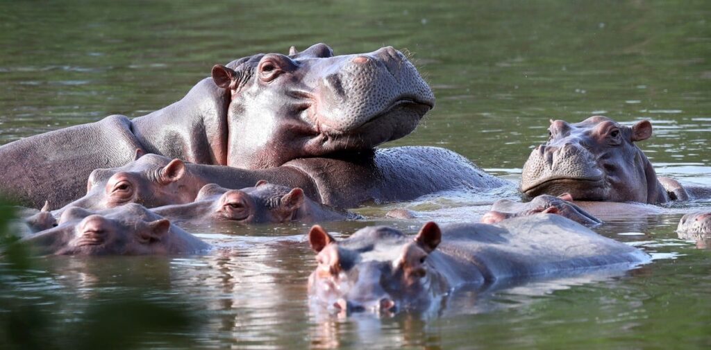 hipopótamos