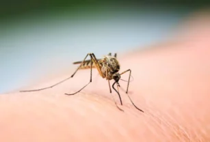 Mosquitos remedios caseros