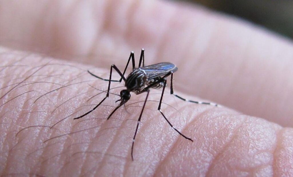 dengue