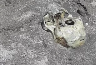 Cráneo hallado en Mar del Plata