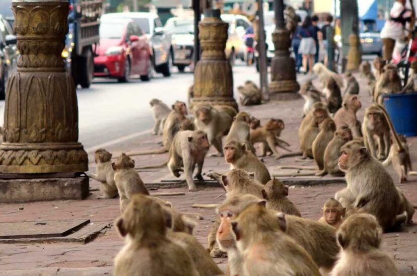 monos Tailandia