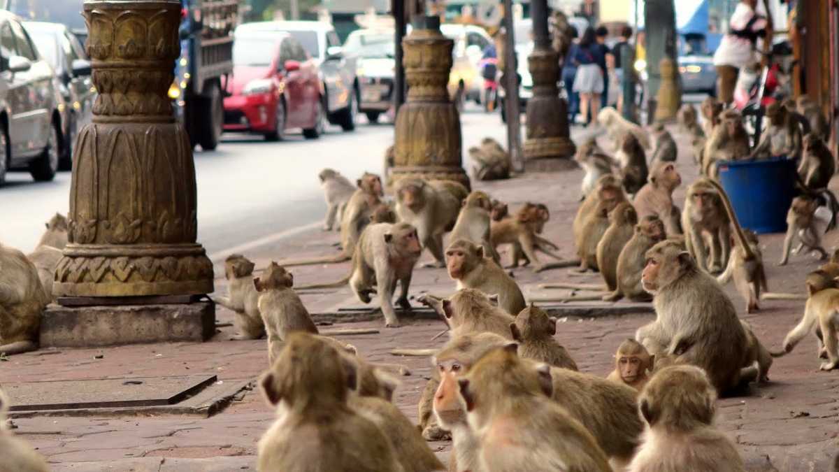 monos Tailandia