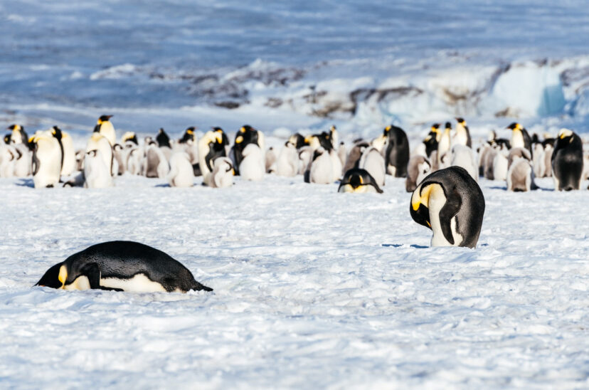 pinguinos antartida