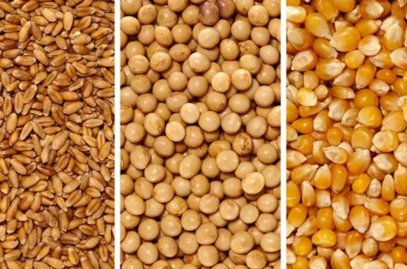 trigo soja maíz vender producción