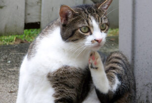 gato