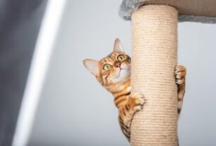 gato