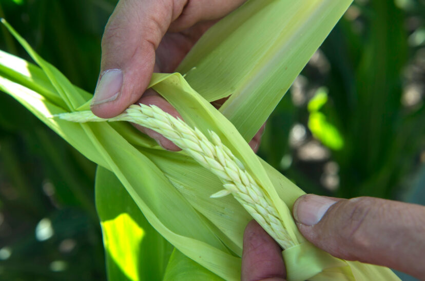 genoma chicharrita del maíz