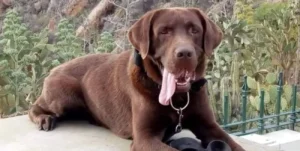 Perro que buscaba a Loan