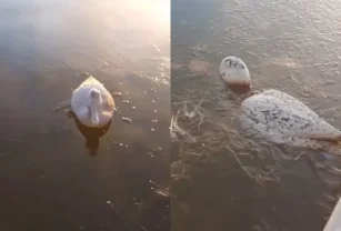 congelados