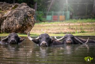 Bufalo