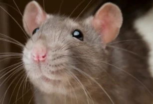 Ratas
