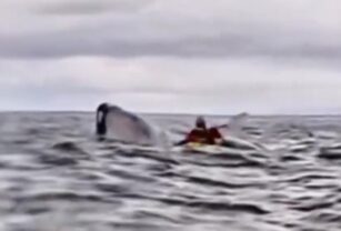 Ballena jorobad engullendo a un joven