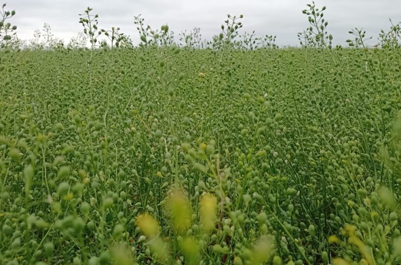 camelina