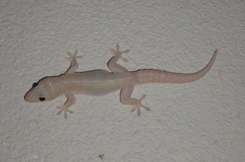 lagartija