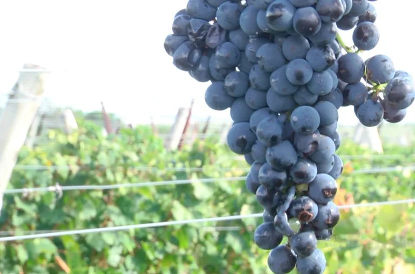 vendimia cosecha